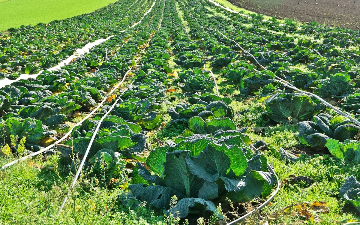 Cara Pasang Selang Drip Irigasi Tetes untuk Kebun Cabai & Melon