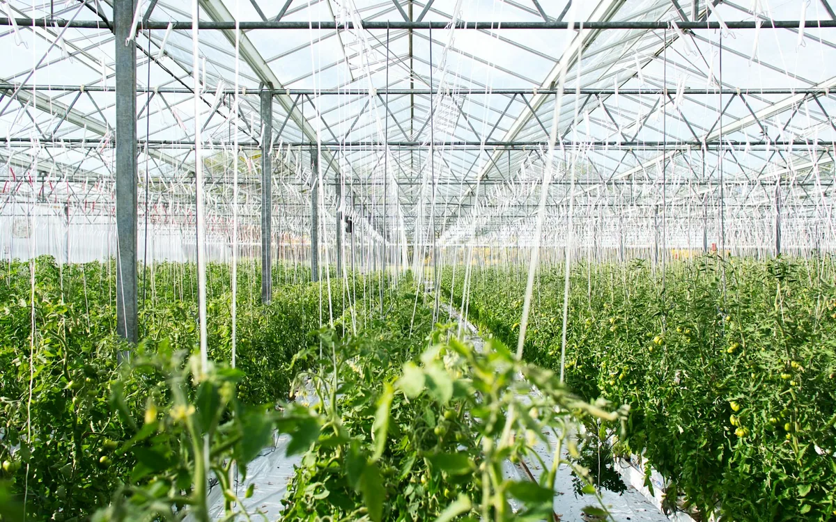 Cara Memasang Plastik UV Greenhouse agar Kencang & Tidak Robek