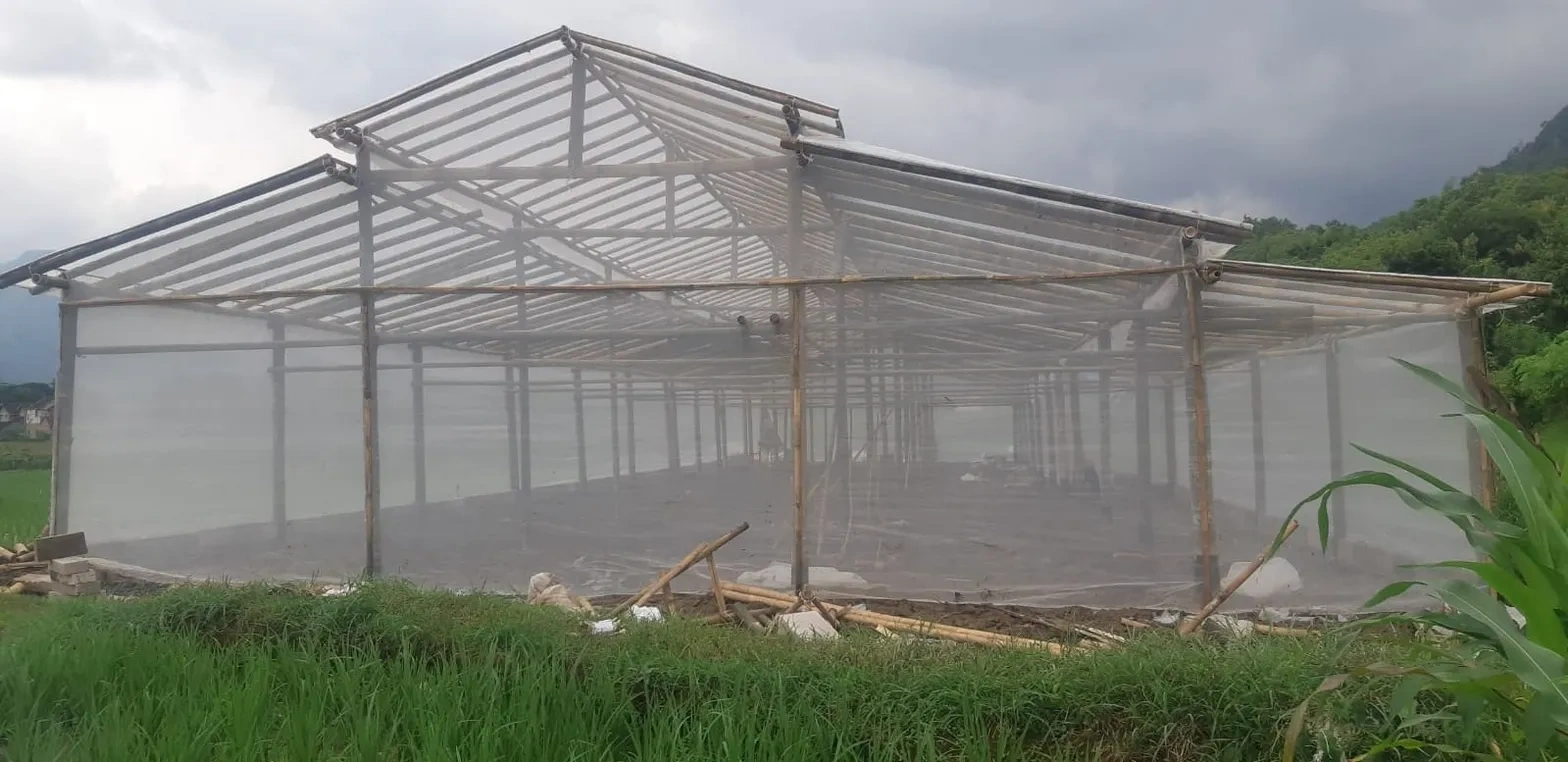 Greenhouse Bambu Awet dan Kokoh Agro Prima Greenhouse