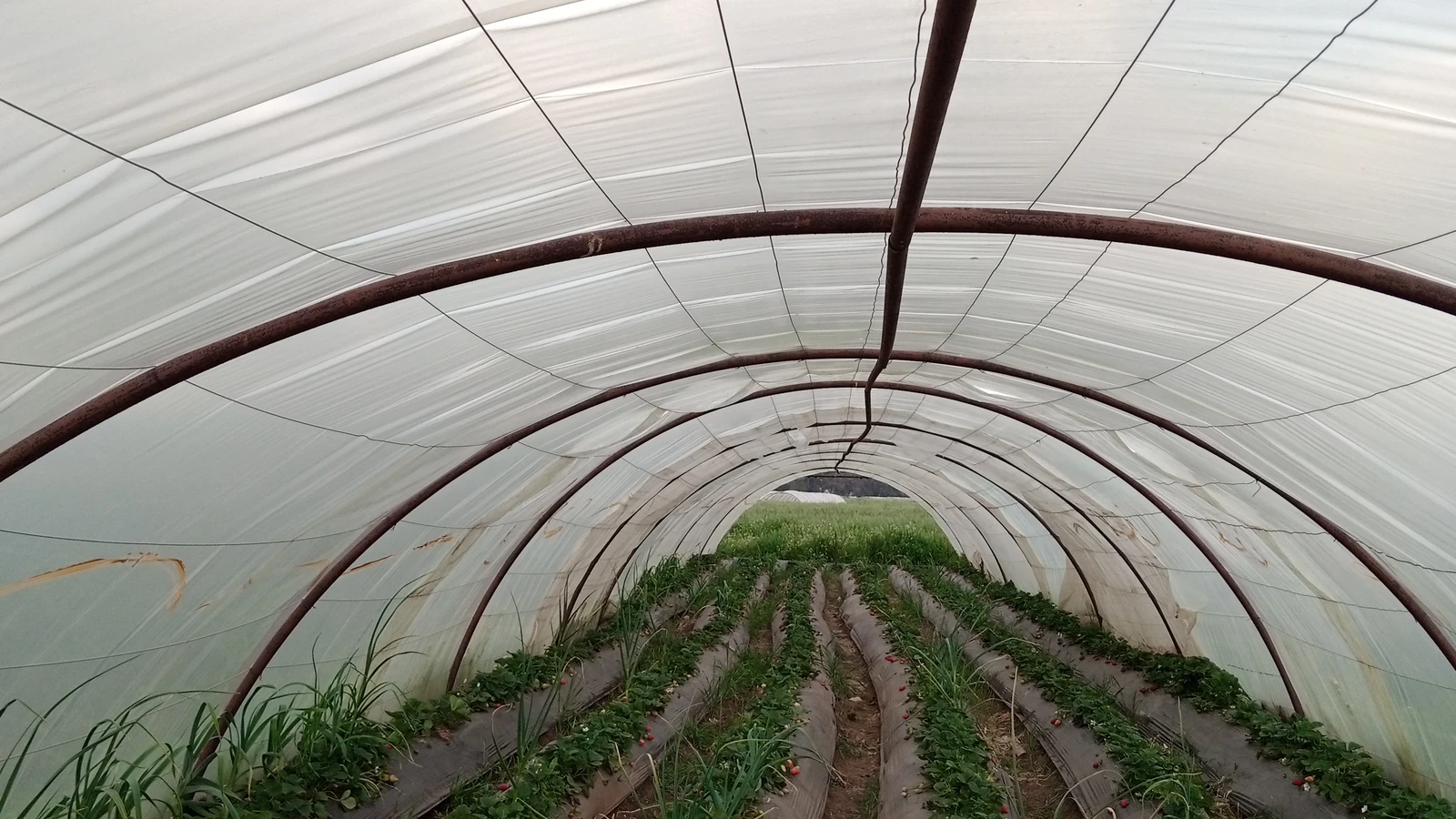 Konstruksi Tunnel Prisma Garam Agro Prima Greenhouse