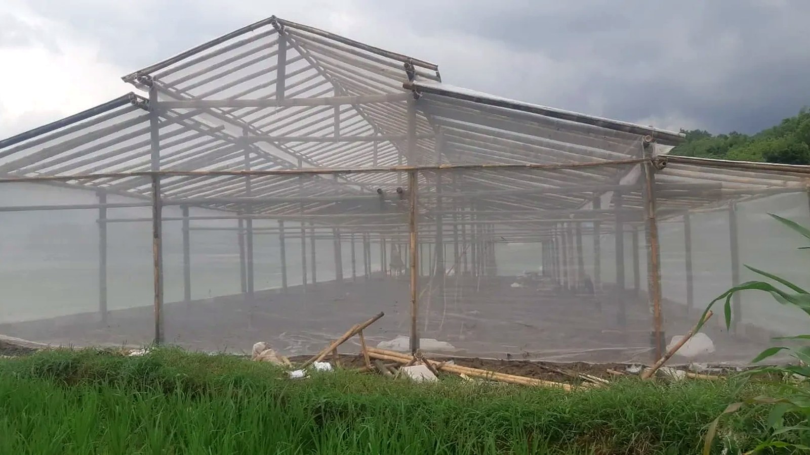 Greenhouse Bambu Kokoh Ekonomis Petani Nusantara