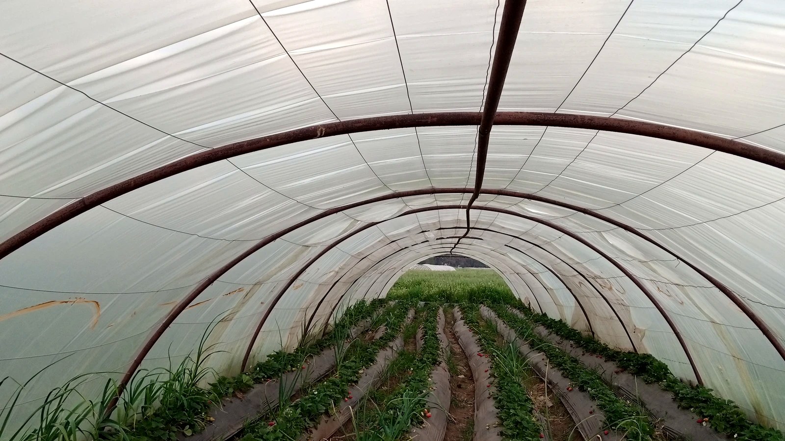 Tunnel Garam Prisma Garam Agro Prima Greenhouse