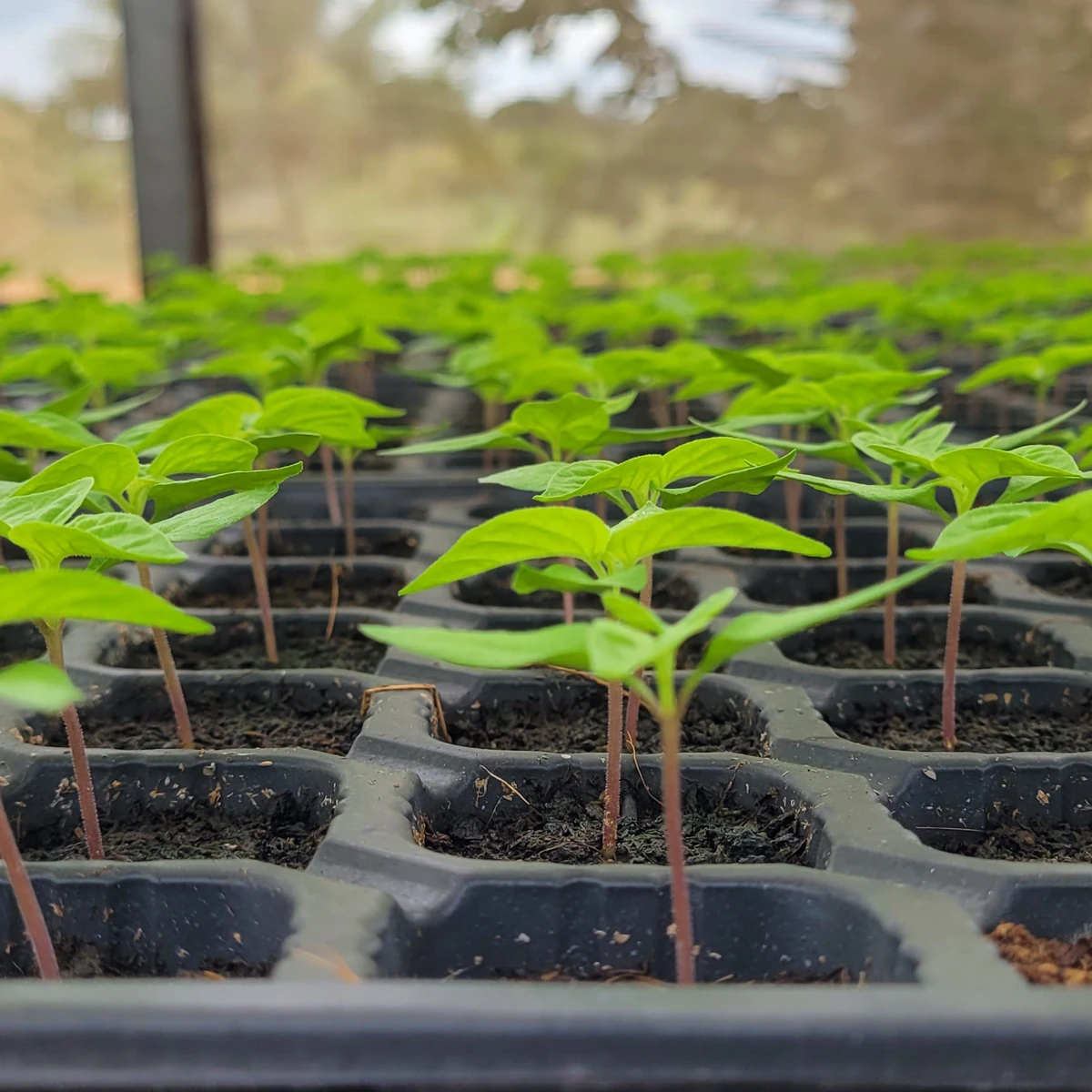 Tray Semai 128 Lubang Pembibitan
